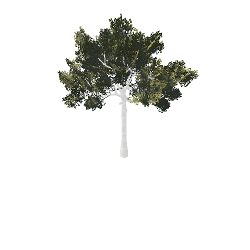 BeecthTree02Summer_afsTREE_xmvcb _xlod00_xlp_1